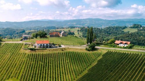 an aerial view of a vineyard with a house on a hill at Weinstraßenapartment Fam. Dietrich in Ratsch an der Weinstraße