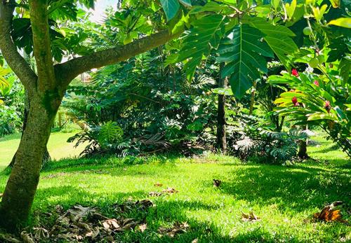 a lush green yard with a tree and grass at Wild Ginger Hotel in Hilo