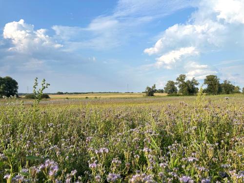 a field of purple flowers in a field at Villa Easy Living in Bierzwnik