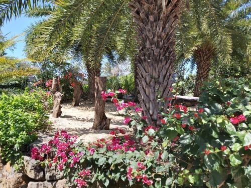 a garden with pink flowers and a palm tree at La VILLA MAELA GOLF ANAHITA in Beau Champ