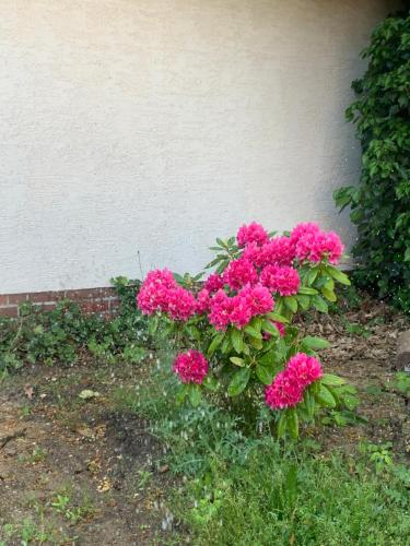 a bush of pink flowers in front of a building at Helles Dachzimmer in Schenkendöbern