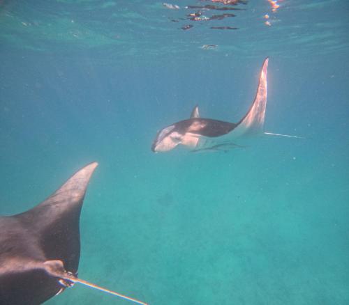 a group of dolphins swimming in the water at La Palma Suites in Ukulhas
