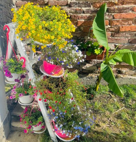 a group of potted plants in a garden at Вила ЕВА in Sinemorets