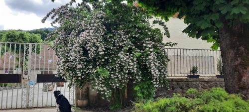 a dog sitting in front of a flowering tree at Les Vagabonds du Mont in Chichilianne