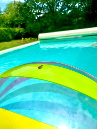 Une grenouille assise au bord d'une piscine dans l'établissement Gîte Corrézien 3 pers. Piscine chauffée, à Chamboulive