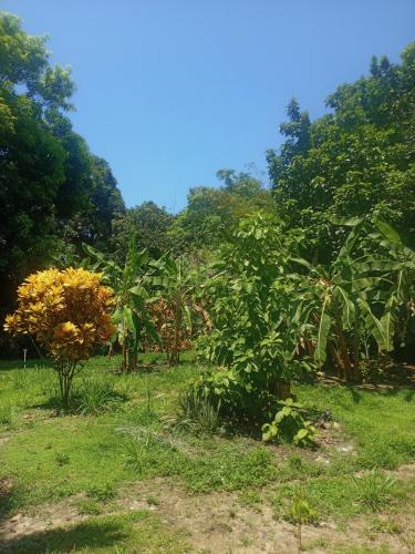 a group of trees in a field of grass at Tayrona Fercho's House in Santa Marta