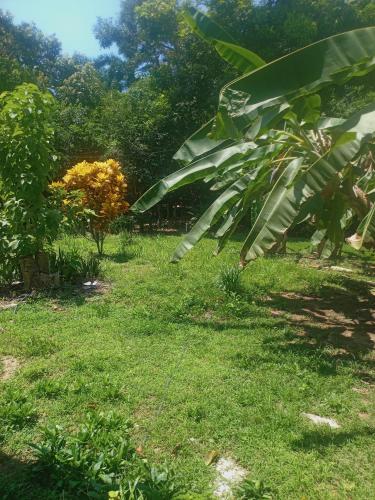 a field of grass with a large banana tree at Tayrona Fercho's House in Santa Marta