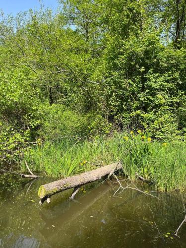 a log in the water next to grass and trees at Riverside Cottage Poti in Poti