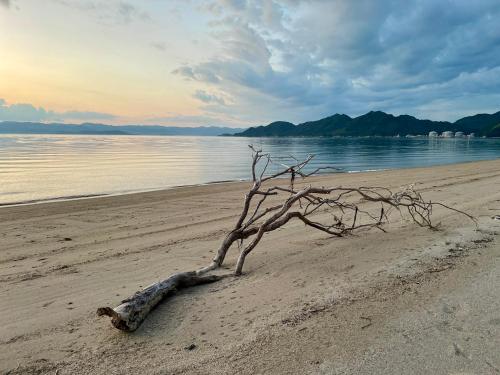 a tree branch on the beach with the water at 浪漫宿花町 in Mitarai