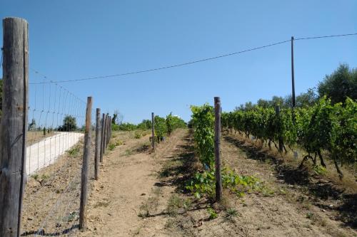 a vineyard with a fence next to a road at PODERE TORRICELLE 69B Pancole Gr, seaview infinity pool, jacuzzi, sauna, exclusive villa with 2 bedrooms for 4 - If you total 5 or 6 people there is an independent suite in main villa with private ensuite bathroom, kitchenette and garden dining area in Pancole