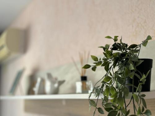 a green plant sitting on a shelf in a room at Студия Sea Breeze in Sveti Vlas