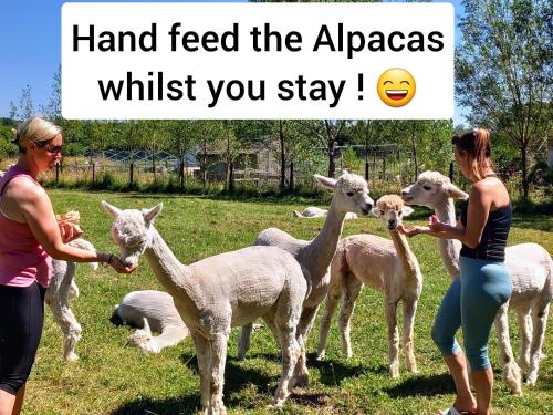 two women are feeding the alpacas in a field at Double Decker Bus on an Alpaca farm sleeps 8, 5 mins drive to Dartmoor in Bovey Tracey