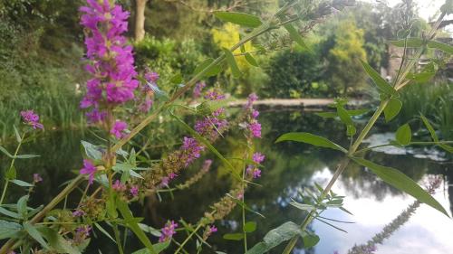 a bunch of purple flowers next to a body of water at Ferienhaus Glücksnest in Hetzerath