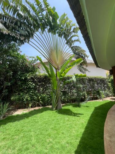 a palm tree in a yard with green grass at Agence Adjana Resort - Résidence du Port 3 in Sali Tapé