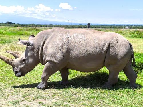 a rhino standing in the grass in a field at Enkai Farmhouse near Ol-Pejeta Nanyuki in Nanyuki