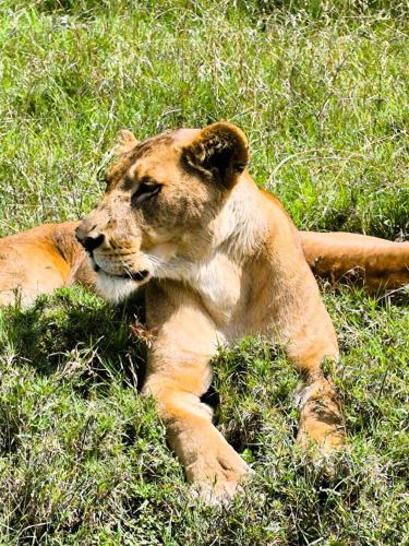 a lion laying in the grass in the grass at Enkai Farmhouse near Ol-Pejeta Nanyuki in Nanyuki