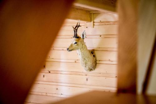 a fake deer head hanging on a wall at Domek na Groniku in Zubrzyca Górna