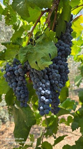 a bunch of grapes hanging on a vine at Rama Guest House in Berat