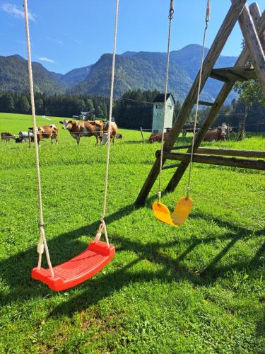 two swings in a field with cows in the background at Ferienhof Brunbacher Wolfgangsee in St. Wolfgang