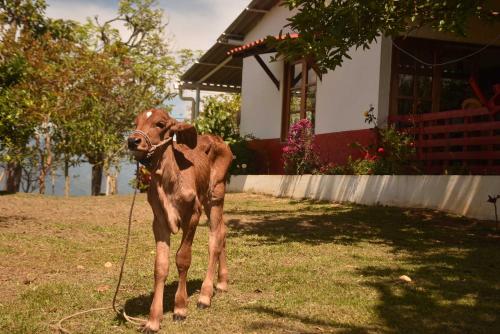 a brown cow standing in a field with a rope at Glamping del Occidente in Cativo