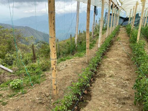 a row of plants growing on a hillside at Glamping del Occidente in Cativo
