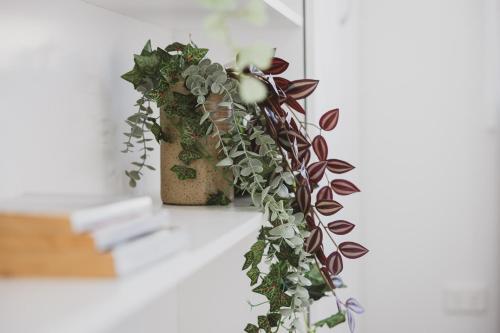 a plant sitting on a counter next to a shelf at Halcyon Days your perfect getaway Sunday late check out, pet friendly! in Cessnock