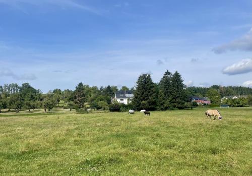 three animals grazing in a field of grass at Studio im Grünen und Bodenseenähe in Rielasingen-Worblingen