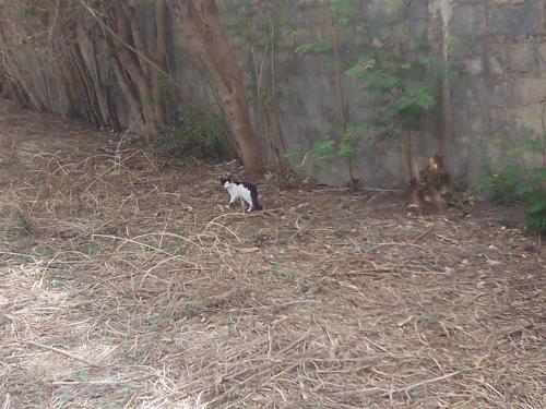宿泊客と一緒にJamに滞在中のペット