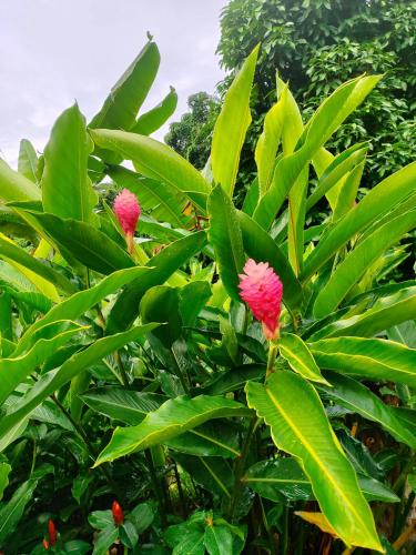 a tree with pink flowers on it with green leaves at Rêve Tropical Chambres D'hôtes in Anse a La Mouche