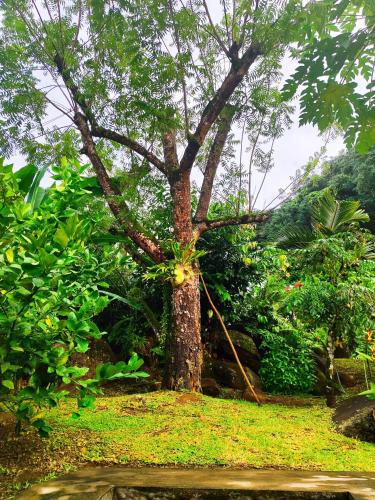 a tree with a rope tied around it at Rêve Tropical Chambres D'hôtes in Anse a La Mouche