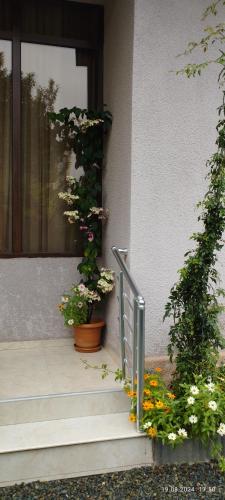 a porch with two potted plants and a door with flowers at Lia Guest House in K'obulet'i