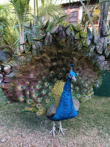 a peacock standing on the grass with its feathers out at Cabañas DELUXE DUNAS DEL ESTE in Punta Colorada