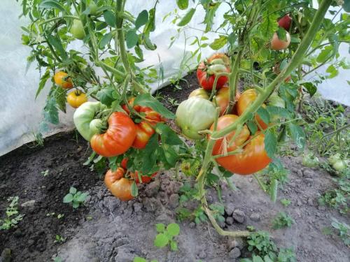 a bunch of tomatoes growing on a plant at Agroturystyka Przy Rajskim Sadzie in Nowy Berezów