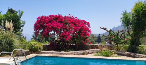 a tree with pink flowers next to a swimming pool at Guest House in Paradise in Karmi