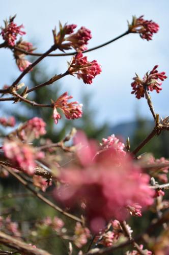 a close up of pink flowers on a tree at Landidyll-Hotel Nudelbacher in Feldkirchen in Kärnten