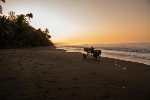 a person riding a horse drawn carriage on the beach at La Leona Eco Lodge in Carate