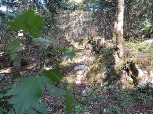 a path in a forest with trees and plants at maison dans village rural in Saint-Louis-et-Parahou