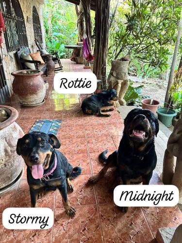 two dogs laying on the ground next to each other at Quinta mi Tata B&B in Nuevo Colón