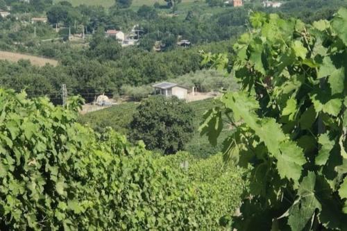a view of a vineyard through the leaves of trees at GioiaVitae - Bed-in-Botte - Dormire in vigna in Luogosano