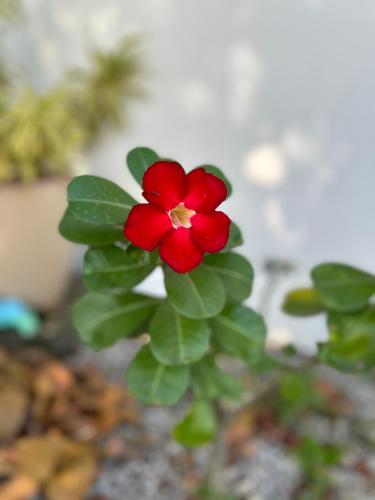 a red flower sitting on top of green leaves at Casa da Bru pertinho da praia e da lagoa in Rio das Ostras