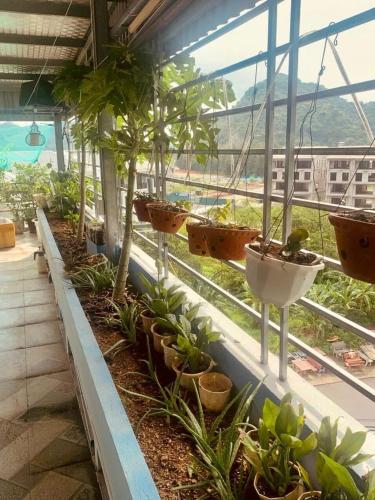 a greenhouse with palm trees and plants in it at Thu Thủy Hotel in Cat Ba