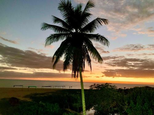 a palm tree sitting on top of a beach at Pousada Paraíso Beach in Santa Cruz Cabrália