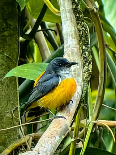 a yellow and black bird sitting on a tree branch at Khao Sok Country Resort in Khao Sok
