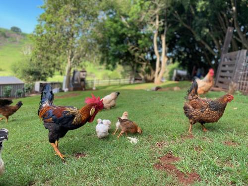 Animales en la casa vacacional o alrededores