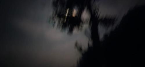 a blurry picture of a tree in the snow at The Jungle - RISHOP in Rishop