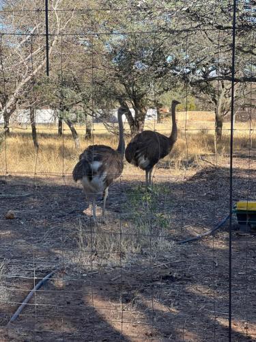 two ostriches standing in the grass in a field at Die Stalle in Klerksdorp