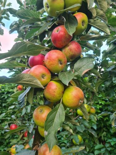 a bunch of apples are growing on a tree at Vila Šventoji in Šventoji