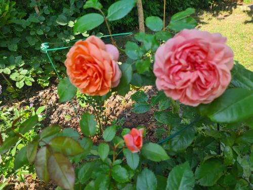 two pink roses in a garden at Vila Šventoji in Šventoji