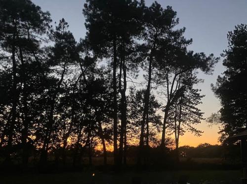 a group of trees with the sunset in the background at Gîte Pays Basque Domaine de La Lande "Les pins" in Came