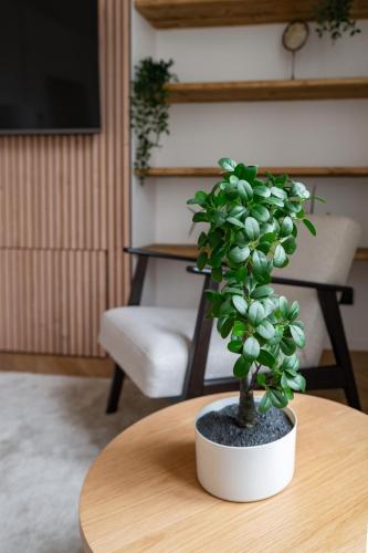 a small green plant sitting on a wooden table at Résidence Jaures - Appartements design et climatisés en centre ville in Vichy